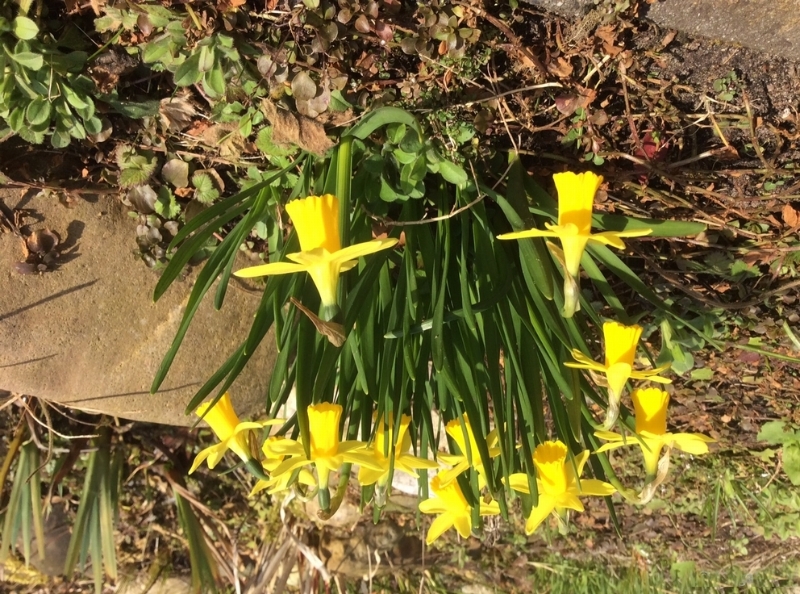 bd09ketting5.JPG - 5.9 Ton motivatie: De frisse kleuren van de kaarsen op de foto die je gestuurd hebt inspireerden mij om deze foto te maken van de narcissen in onze tuin. De lente komt in zicht....