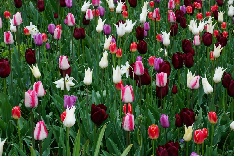 bd_Ketting 7-017.JPG - 7.17 Toos motivatie: Als ik die jonge eendjes zie dan denk ik aan de lente. Als ik aan de lente denk dan denk ik aan de Keukenhof waar dan de tulpen bloeien in veel verschillende kleuren.