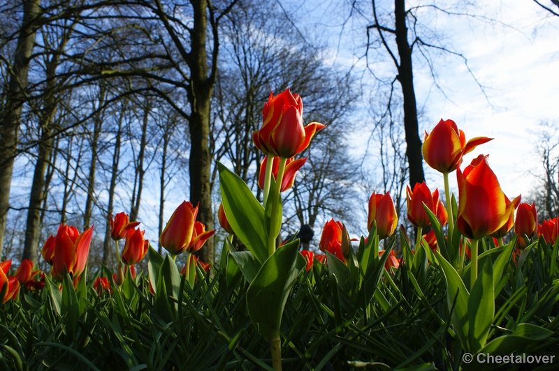 _DSC0066.JPG - Keukenhof