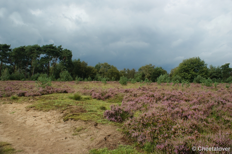 DSC00021.JPG - Kampina Heide