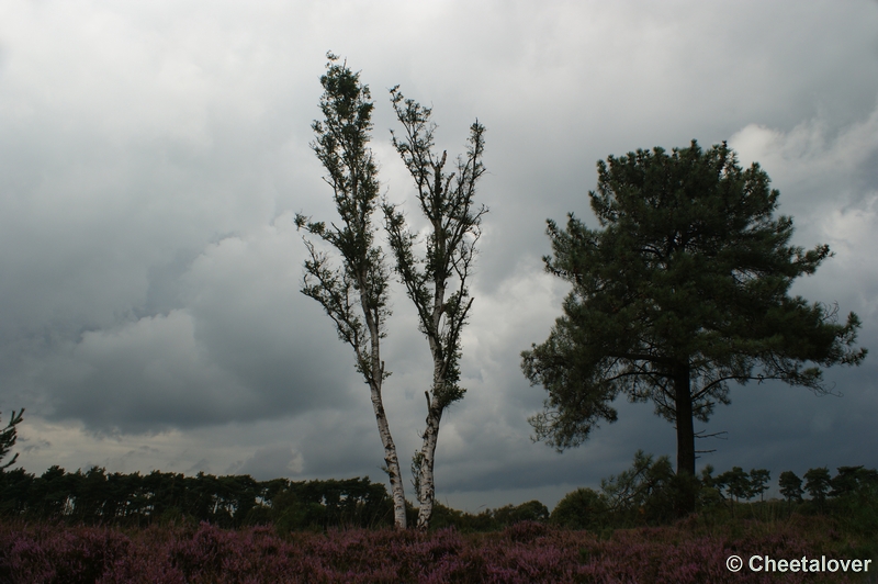 DSC00029.JPG - Kampina Heide