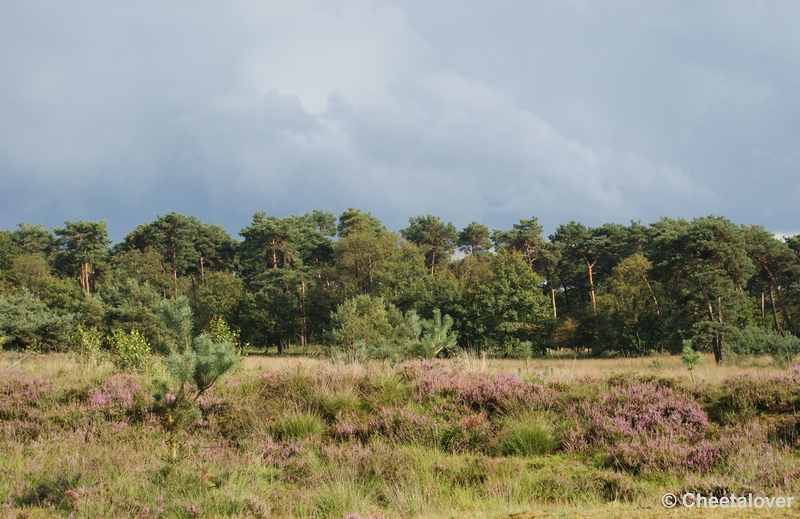 DSC00073.JPG - Kampina Heide