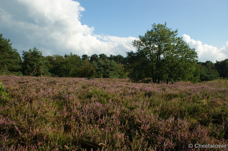 DSC00092.JPG - Kampina Heide