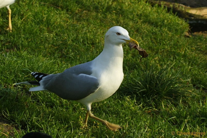 _DSC0029.JPG - Dierenrijk