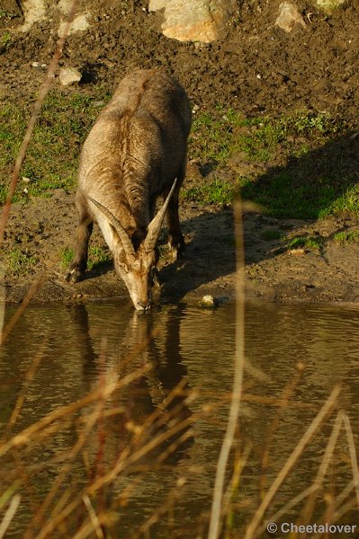 _DSC0033.JPG - Dierenrijk