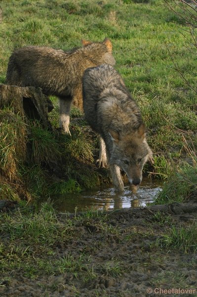 _DSC0046.JPG - Dierenrijk