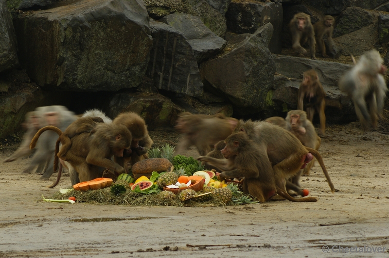 _DSC0062.JPG - Kerstdiner voor de wilde dieren in Safaripark Beekse Bergen