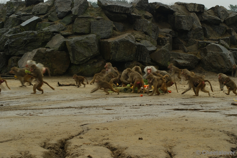 _DSC0068.JPG - Kerstdiner voor de wilde dieren in Safaripark Beekse Bergen