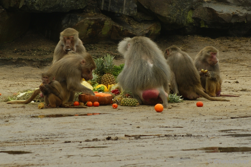 _DSC0080.JPG - Kerstdiner voor de wilde dieren in Safaripark Beekse Bergen