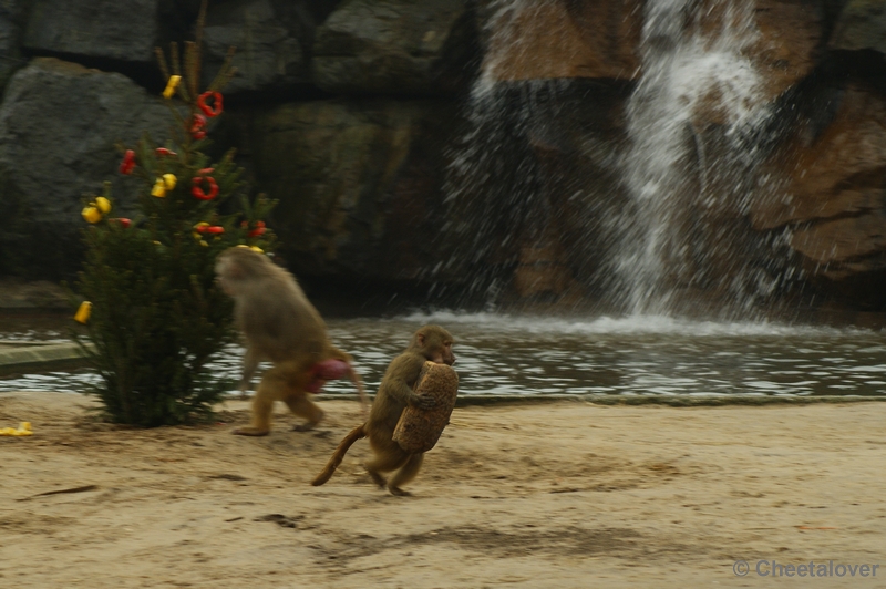 _DSC0104.JPG - Kerstdiner voor de wilde dieren in Safaripark Beekse Bergen