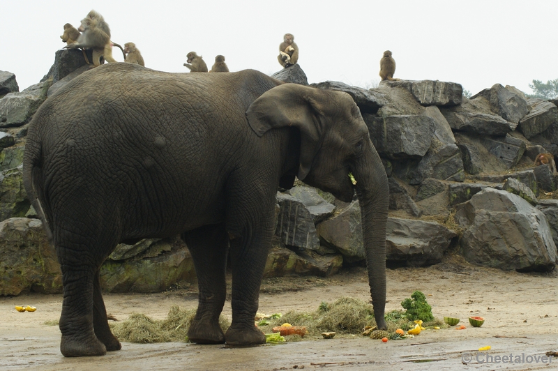 _DSC0204.JPG - Kerstdiner voor de wilde dieren in Safaripark Beekse Bergen