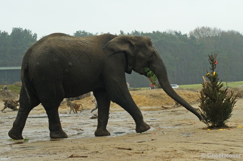 _DSC0209.JPG - Kerstdiner voor de wilde dieren in Safaripark Beekse Bergen