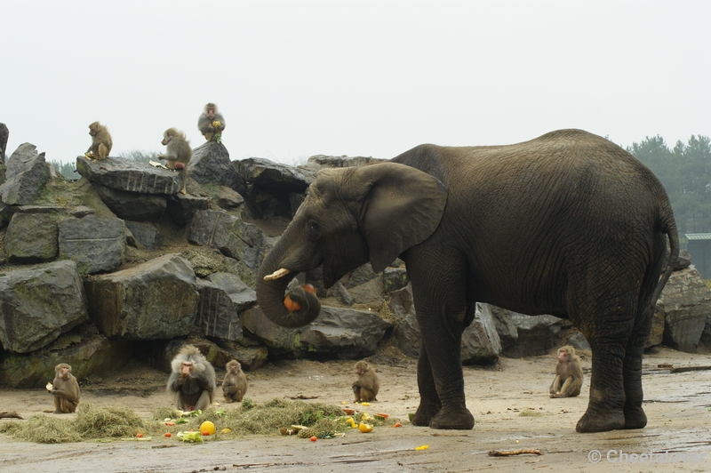 _DSC0221.JPG - Kerstdiner voor de wilde dieren in Safaripark Beekse Bergen