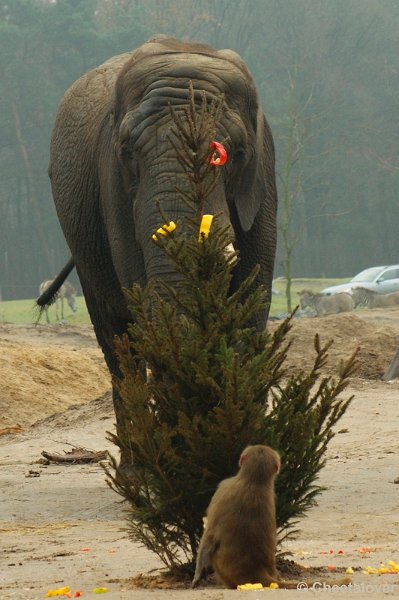 _DSC0251.JPG - Kerstdiner voor de wilde dieren in Safaripark Beekse Bergen