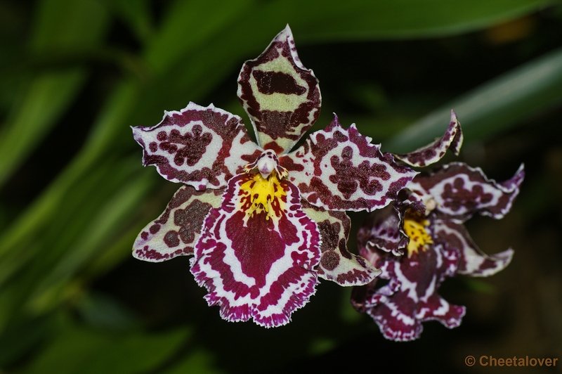 _DSC0186.JPG - Orchideënhoeve Luttelgeest