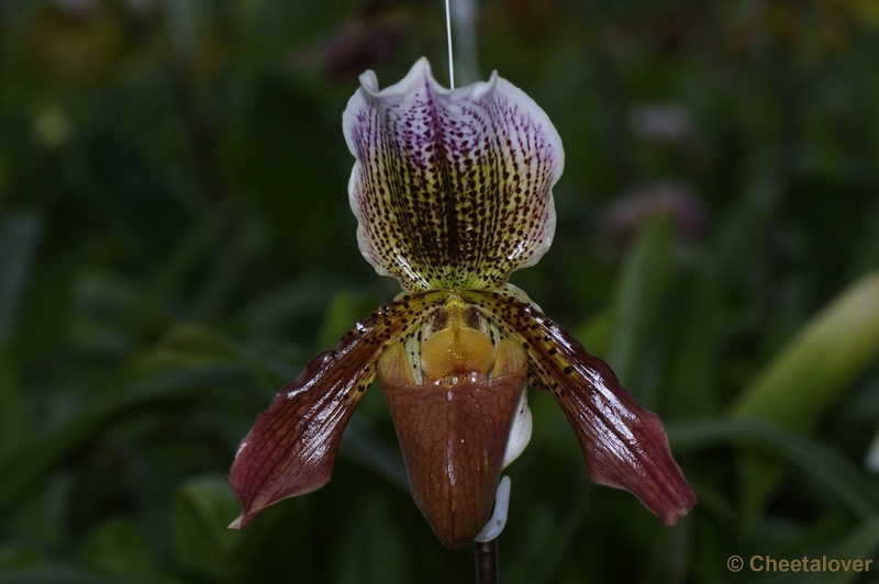 _DSC0245.JPG - Orchideënhoeve Luttelgeest