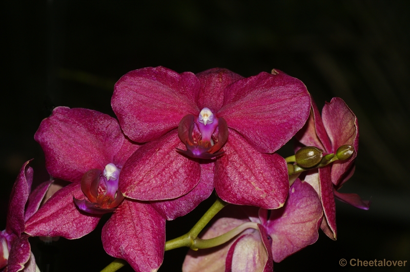 _DSC0310.JPG - Orchideënhoeve Luttelgeest