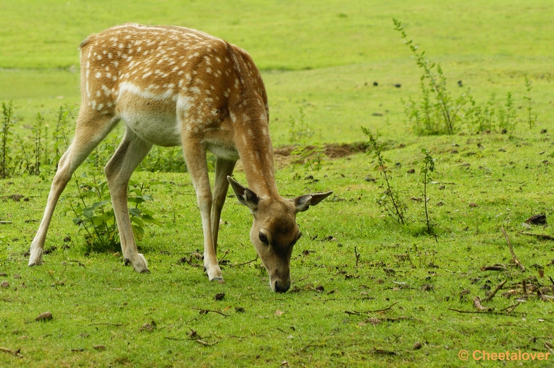 _DSC0215.JPG - Beekse Bergen