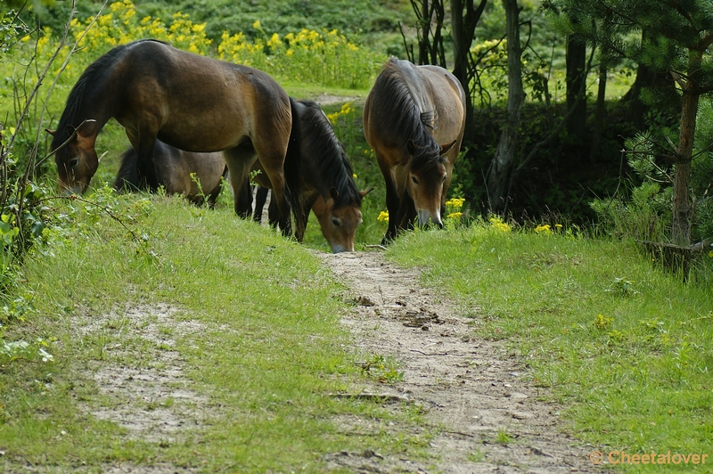 _DSC0073.JPG - Exmoor pony