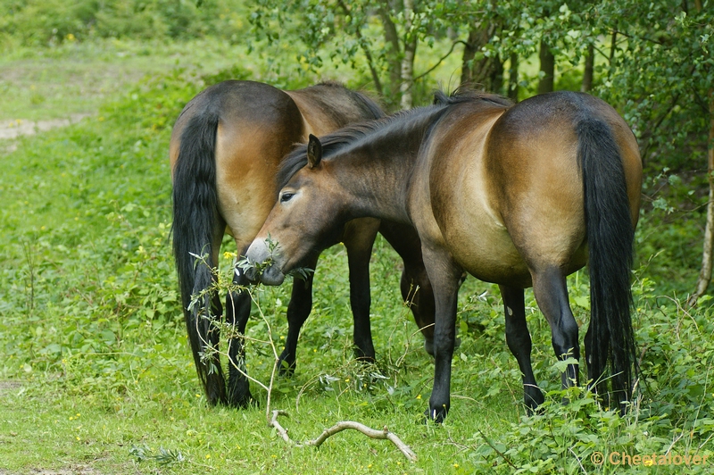 _DSC0084.JPG - Exmoor pony