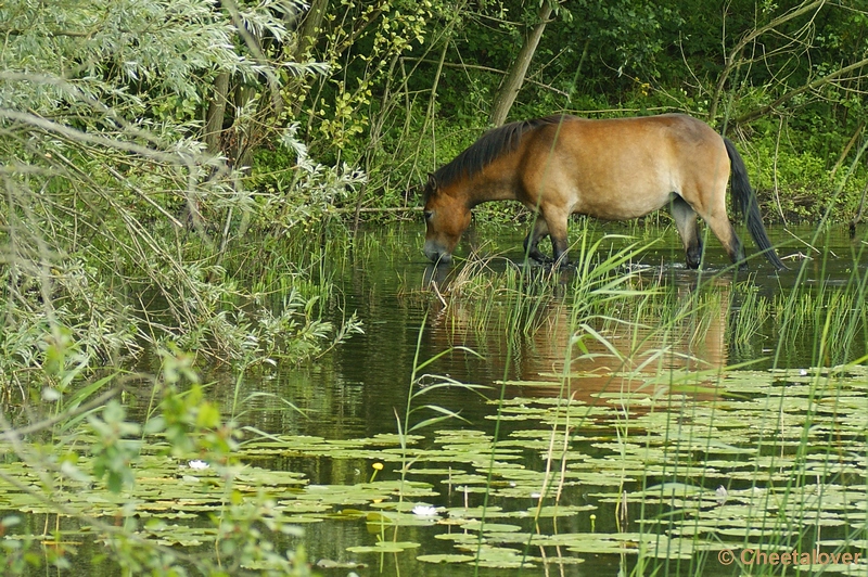 _DSC0095.JPG - Exmoor pony