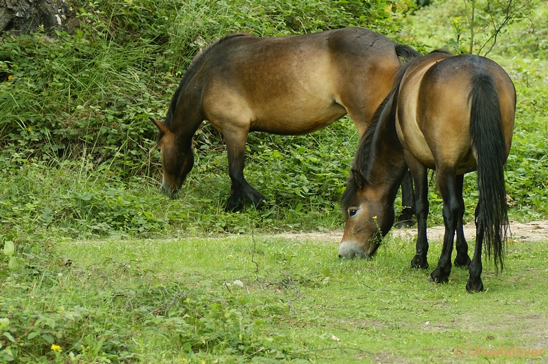 _DSC0097.JPG - Exmoor pony