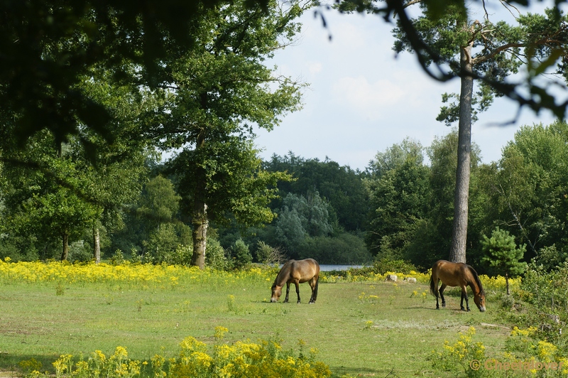 _DSC0117.JPG - Exmoor pony