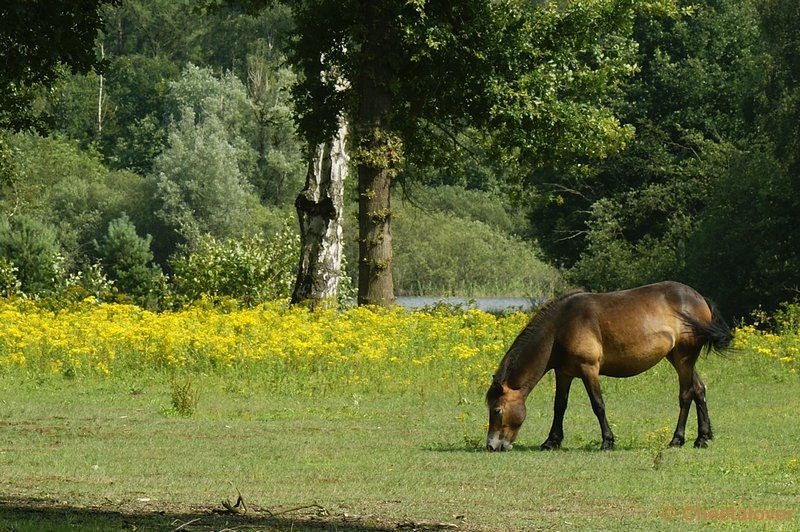 _DSC0120.JPG - Exmoor pony