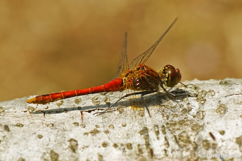 _DSC0014.JPG - Macro Dorst Boswachterij