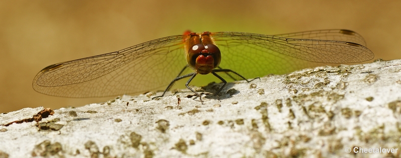 _DSC0018kopie.JPG - Macro Dorst Boswachterij