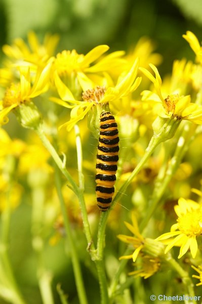 _DSC0100.JPG - Macro Dorst Boswachterij