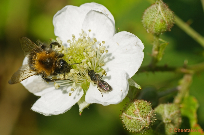 _DSC0145.JPG - Macro Dorst Boswachterij