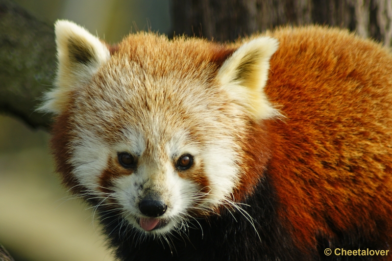 _DSC00004.JPG - Dierenrijk