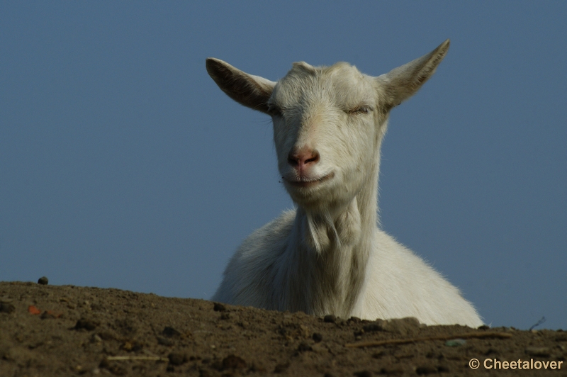 _DSC00008.JPG - Dierenrijk