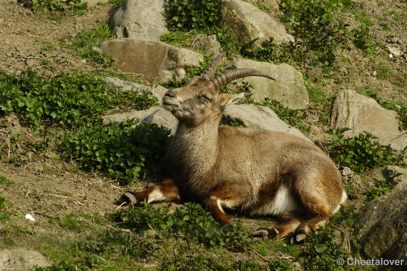 _DSC00009.JPG - Dierenrijk