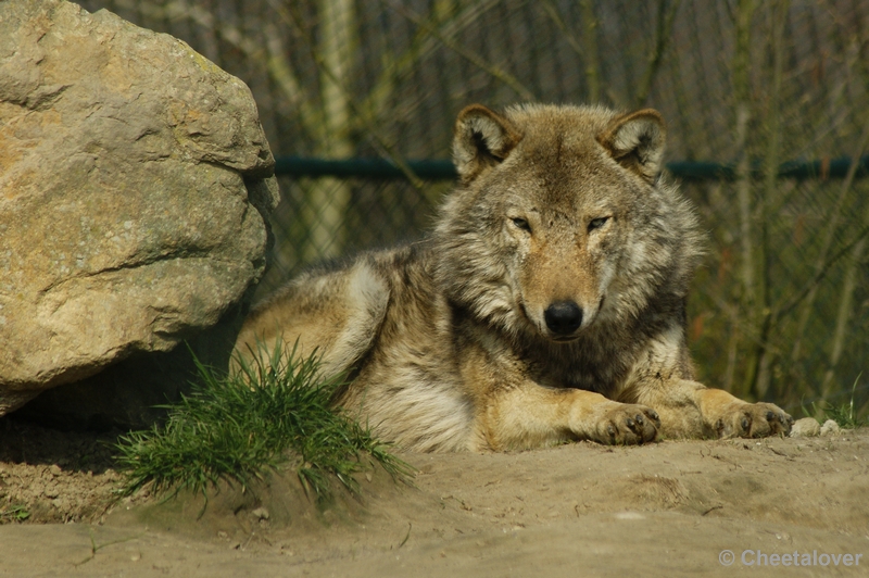 _DSC00014.JPG - Dierenrijk