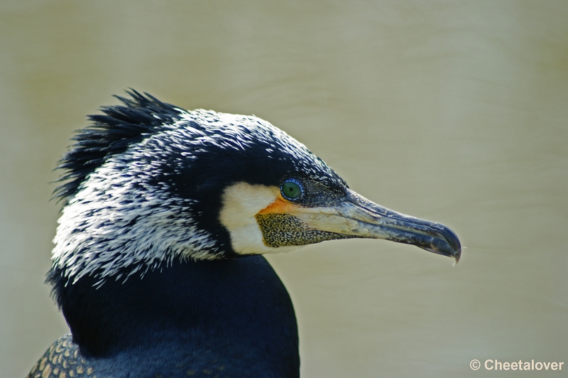 _DSC00016.JPG - Dierenrijk