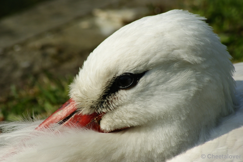 _DSC00017.JPG - Dierenrijk