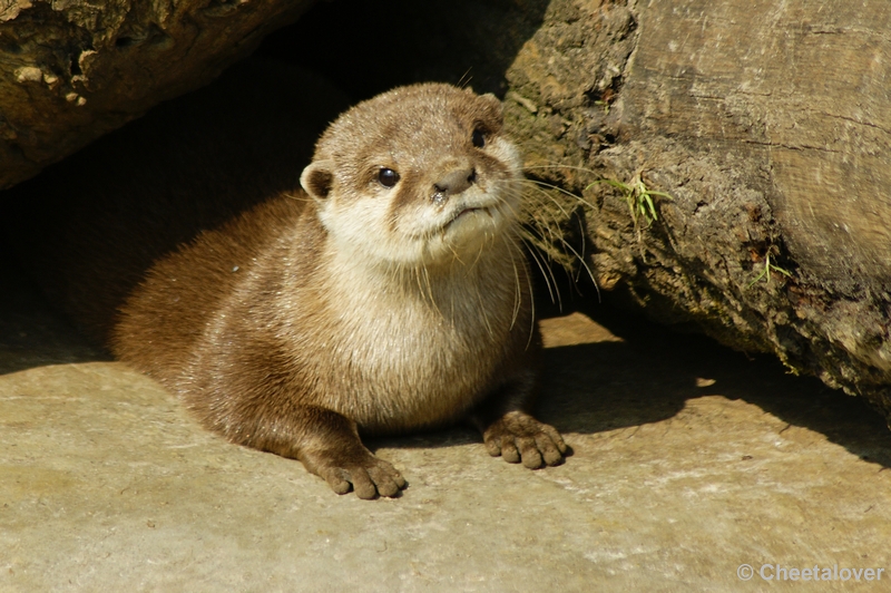 _DSC00018.JPG - Dierenrijk