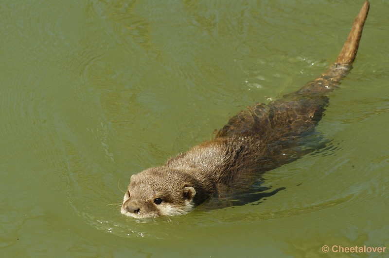 _DSC00019.JPG - Dierenrijk