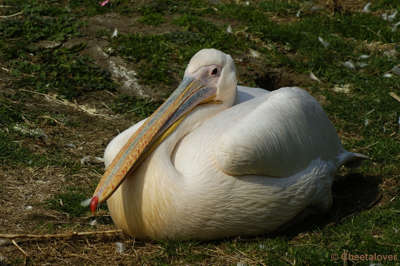 _DSC00023.JPG - Dierenrijk