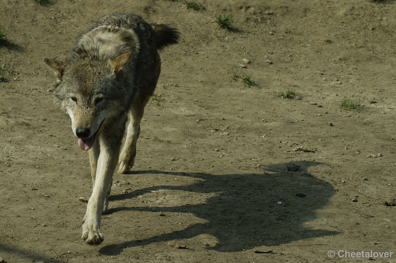 _DSC00027.JPG - Dierenrijk