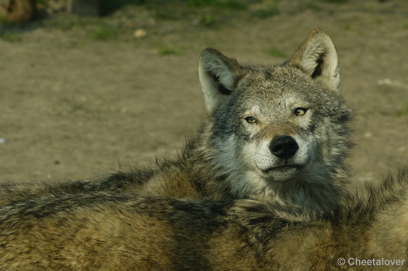 _DSC00028.JPG - Dierenrijk