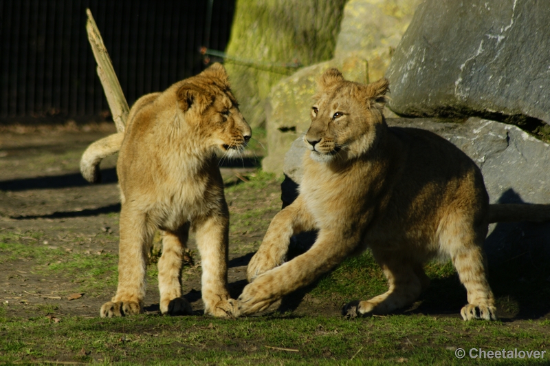 _DSC00038.JPG - Leeuwen