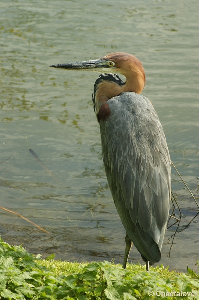 _DSC0206.JPG - Goliath Reiger