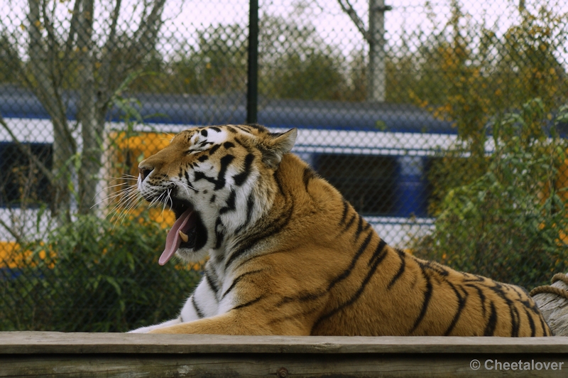 _DSC0360.JPG - Siberische Tijger