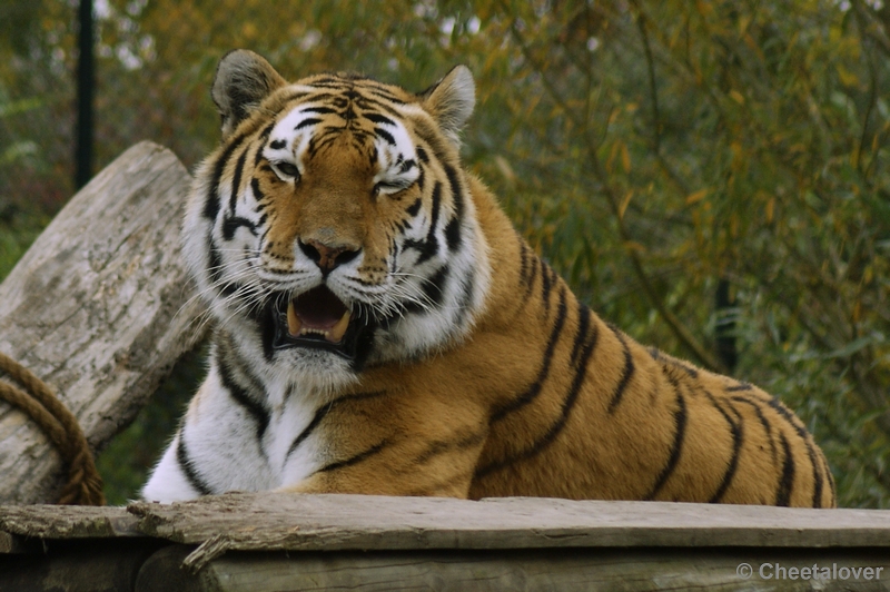 _DSC0399.JPG - Een knipoog van een Siberische Tijger