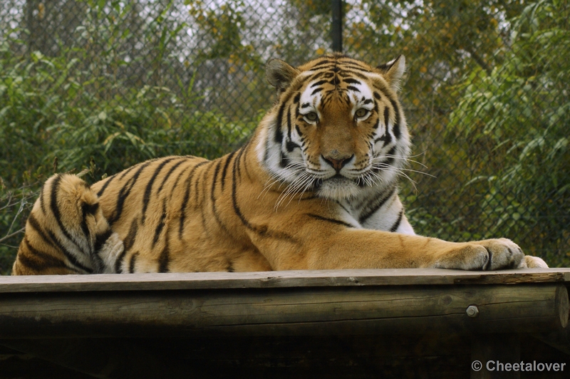 _DSC0451.JPG - Siberische Tijger