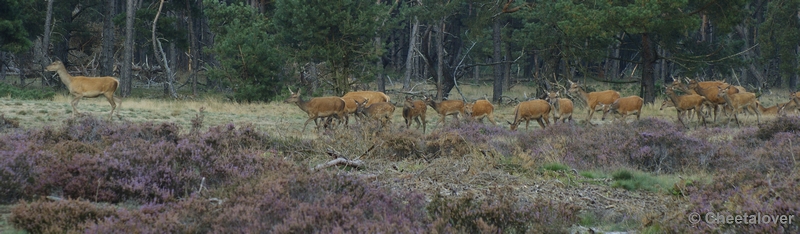 _DSC0126kopie.JPG - Park de Hoge Veluwe 16 september 2011