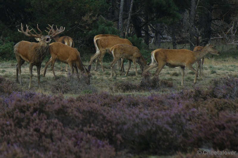 _DSC0246.JPG - Park de Hoge Veluwe 16 september 2011